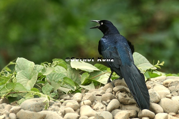 Quiscalus mexicanus  Great-tailed Grackle  Dohlengrackel M9 2