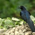 Quiscalus mexicanus  Great-tailed Grackle  Dohlengrackel M9 2