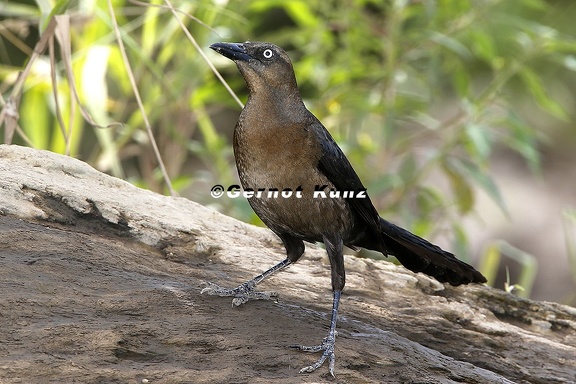 Quiscalus mexicanus  Great-tailed Grackle  Dohlengrackel W7 3
