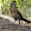 Quiscalus mexicanus  Great-tailed Grackle  Dohlengrackel W7 3