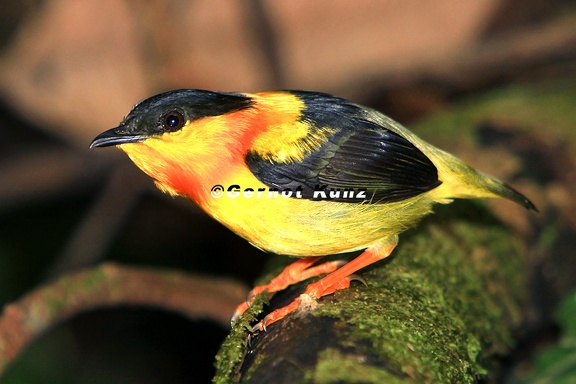 Manacus aurantiacus  Orange-collared Manakin  Goldhalspipra 1 1