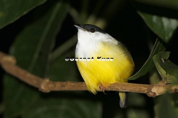 Manacus candei  White-collared Manakin  Wei  halspipra  6 2