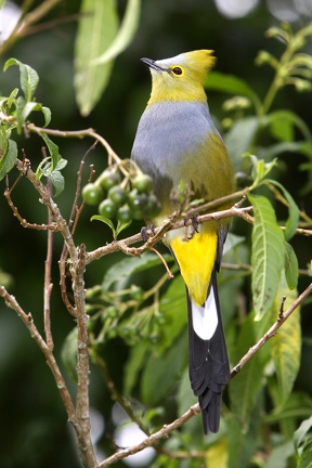 Ptilogonys caudatus  Long-tailed Silky-flycatcher  Langschwanzseidenschn  pper 1 1