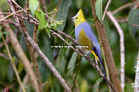 Ptilogonys caudatus  Long-tailed Silky-flycatcher  Langschwanzseidenschn  pper 8 2