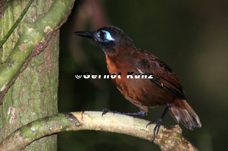 Myrmeciza exsul  Chestnut-backed Antbird  Braunr  cken-Ameisenvogel 5 1