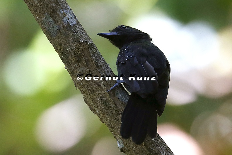 Thamnophilus bridgesi  Black-hooded Antshrike  Kapuzenameisenw  rger M2 2