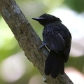 Thamnophilus bridgesi  Black-hooded Antshrike  Kapuzenameisenw  rger M2 2