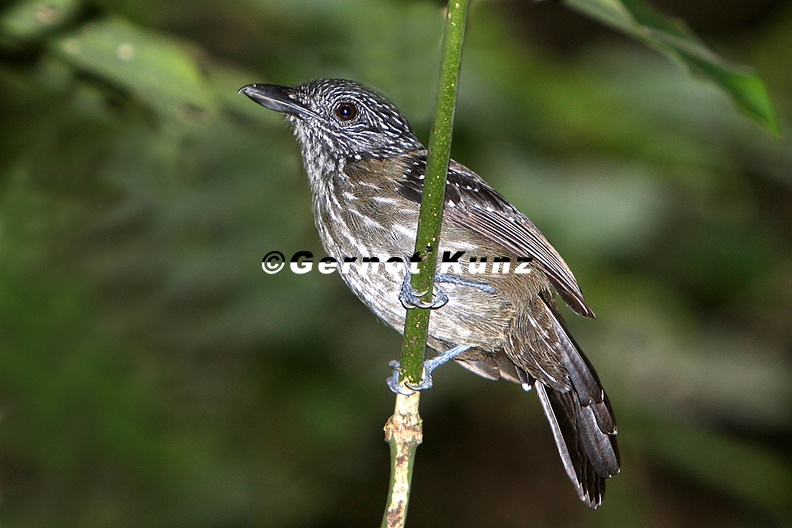 Thamnophilus bridgesi  Black-hooded Antshrike  Kapuzenameisenw  rger W8 1