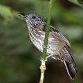 Thamnophilus bridgesi  Black-hooded Antshrike  Kapuzenameisenw  rger W8 1