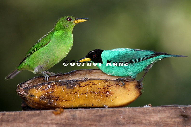 Chlorophanes spiza Green Honeycreeper Kappennaschvogel MW1 2 - Chlorophanes_spiza__Green_Honeycreeper__Kappennaschvogel_MW1_2.jpg Chlorophanes_spiza__Green_Honeycreeper__Kappennaschvogel_MW1_2.jpg