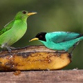 Chlorophanes spiza  Green Honeycreeper  Kappennaschvogel MW1 2