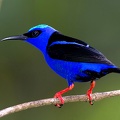 Cyanerpes cyaneus  Red-legged Honeycreeper  T  rkisnachvogel 1 2 001