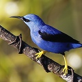 Cyanerpes lucidus  Shining Honeycreeper  Azurnaschvogel 5 2