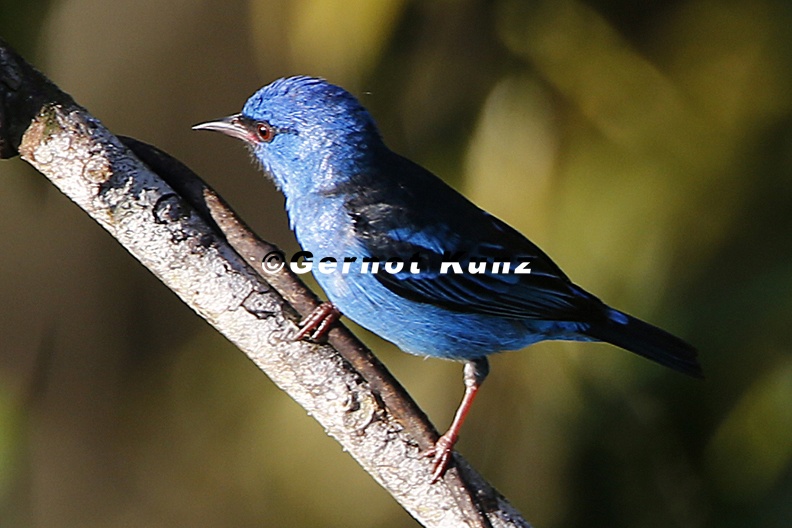 Dacnis cayana   Blue Dacnis  Blaukopfpitpit 2 2