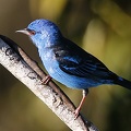 Dacnis cayana   Blue Dacnis  Blaukopfpitpit 2 2