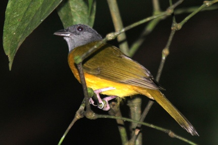 Eucometis penicillata  Grey-headed Tanager  Graukopftangare 1 2