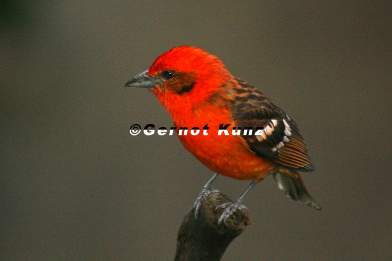 Piranga bidentata  Flame-colored Tanager   Bluttangare 7 1