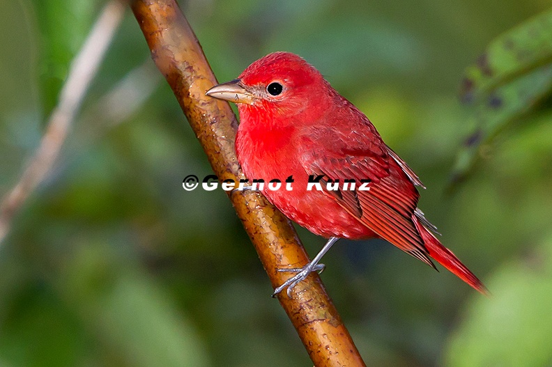 Piranga rubra Summer Tanager Sommertangare 3 2 - Piranga_rubra__Summer_Tanager___Sommertangare_3_2.jpg Piranga_rubra__Summer_Tanager___Sommertangare_3_2.jpg