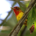 Piranga rubra  Summer Tanager   Sommertangare Juv  1 1