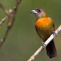 Ramphocelus costaricensis   Cherrie  s Tanager  Cherrietangare  W1 2 001