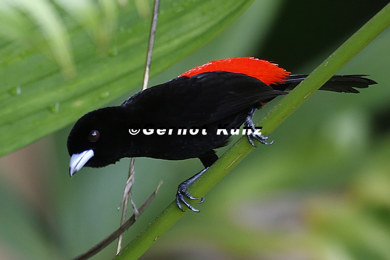 Ramphocelus passerinii Passerini s Tanager Passerinitangare M6 1 - Ramphocelus_passerinii__Passerini__s_Tanager__Passerinitangare__M6_1.jpg Ramphocelus_passerinii__Passerini__s_Tanager__Passerinitangare__M6_1.jpg