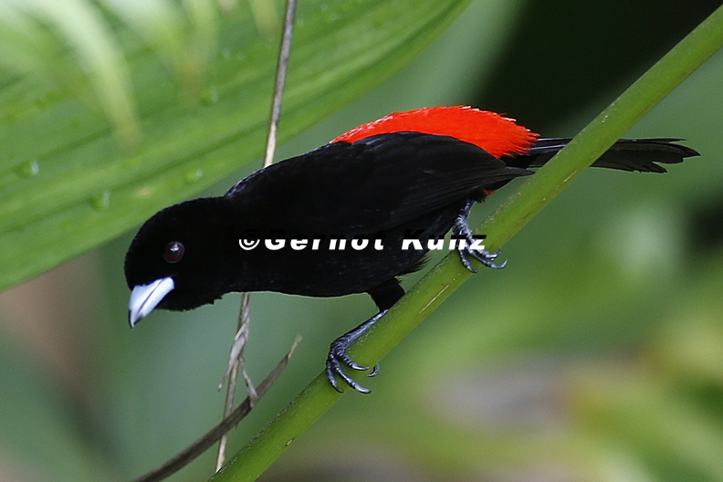 Ramphocelus passerinii  Passerini  s Tanager  Passerinitangare  M6 1