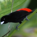 Ramphocelus passerinii  Passerini  s Tanager  Passerinitangare  M6 1