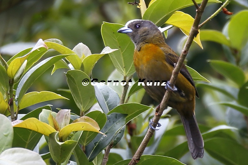 Ramphocelus passerinii  Passerini  s Tanager  Passerinitangare  W6 1