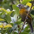 Ramphocelus passerinii  Passerini  s Tanager  Passerinitangare  W6 1