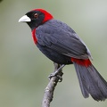 Ramphocelus sanguinolentus   Crimson-Collared Tanager  Flammentangare  2 2