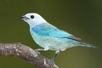 Thraupis episcopus   Blue-Gray Tanager  Bischofstangare  4