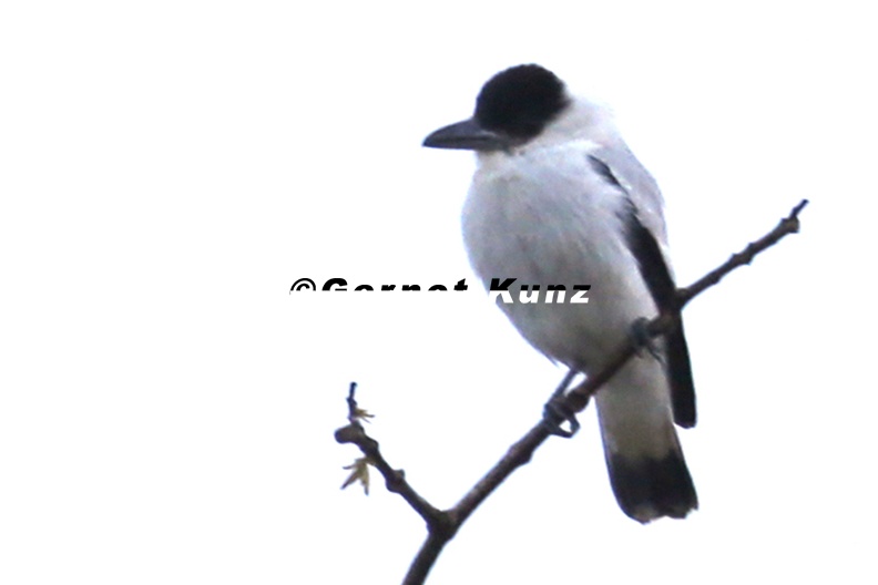 Tityra_inquisitor__Black-crowned_Tityra__Kappentityra__8.JPG