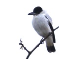 Tityra inquisitor  Black-crowned Tityra  Kappentityra  8