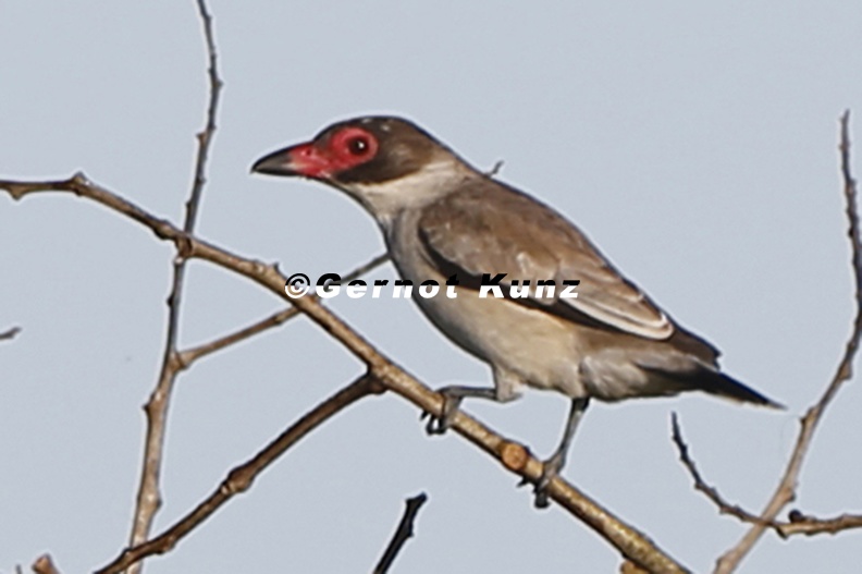 Tityra_semifasciata__Masked_Tityra__Maskentityra__2_1.jpg