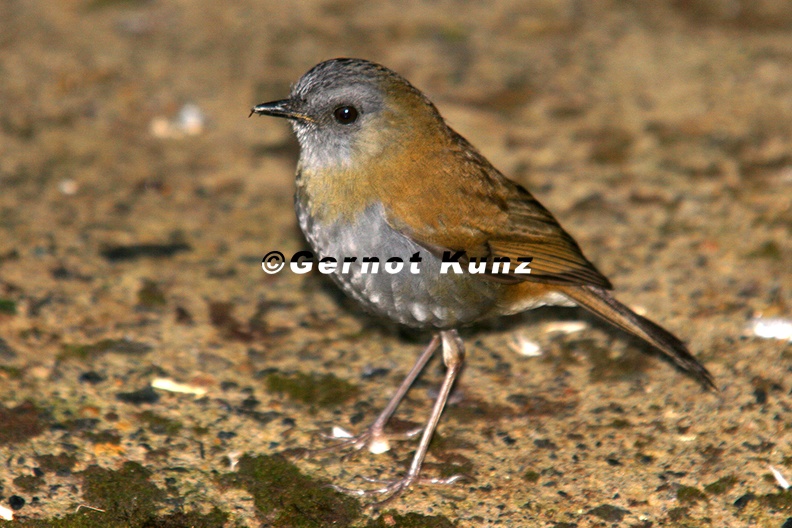 Catharus gracilirostris  Black-billes Nightingale-Trush 3 1