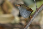 Catharus mexicanus  Black-headed Nightingale-Thrush  Schwarzkopf-Musendrossel 1 1