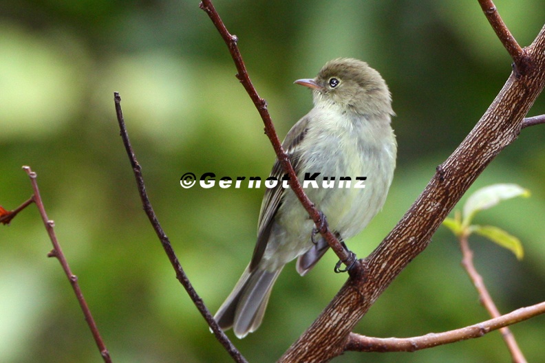 Contopus sordidulus Western Wood -Pewee Westlicher Waldschn ppertyrann 1 1 - Contopus_sordidulus__Western_Wood_-Pewee__Westlicher_Waldschn__ppertyrann_1_1.jpg Contopus_sordidulus__Western_Wood_-Pewee__Westlicher_Waldschn__ppertyrann_1_1.jpg