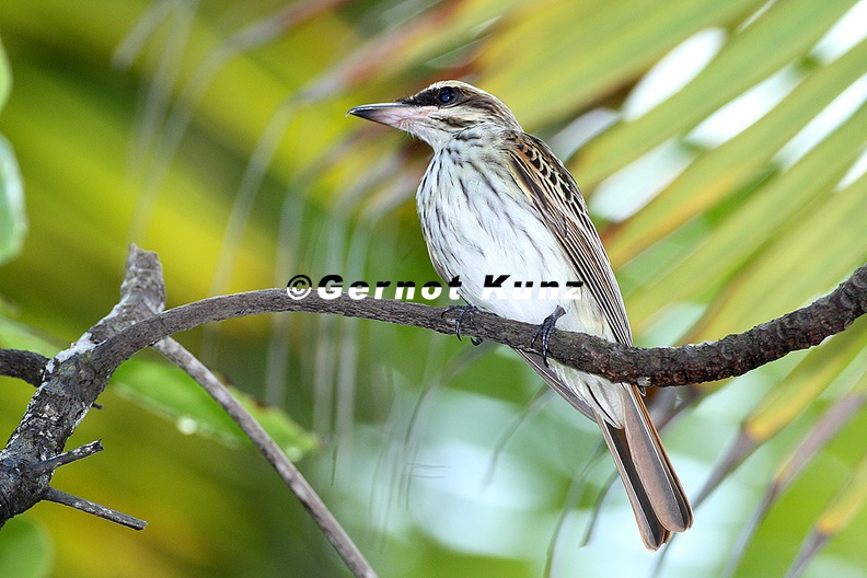 Myiodynastes maculatus Streaked Flycatcher S dlicher Fleckenmaskentyrann 6 2 - Myiodynastes_maculatus__Streaked_Flycatcher__S__dlicher_Fleckenmaskentyrann_6_2.jpg Myiodynastes_maculatus__Streaked_Flycatcher__S__dlicher_Fleckenmaskentyrann_6_2.jpg
