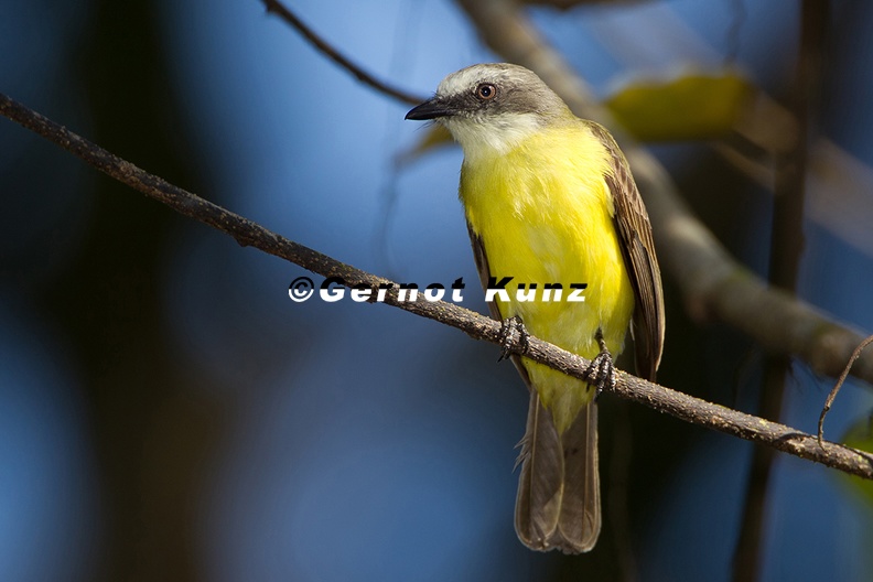 Myiozetetes_granadensis__Gray-capped_Flycatcher__Grauscheiteltyrann_1_1.jpg