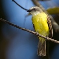 Myiozetetes granadensis  Gray-capped Flycatcher  Grauscheiteltyrann 1 1