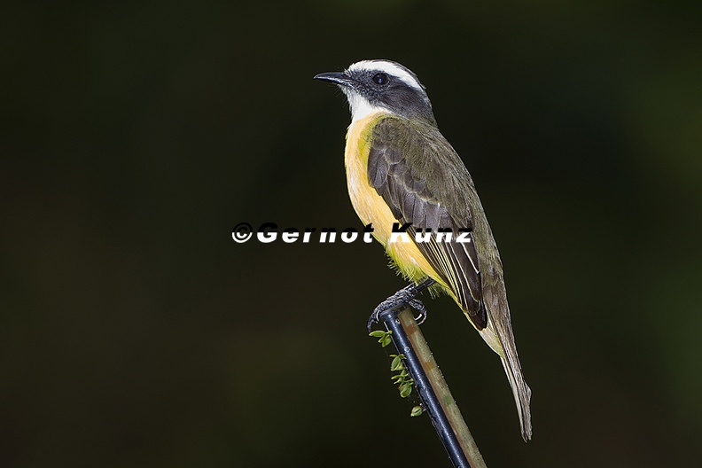 Myozetetes similis Social Flycatcher Rotkronentyrann 1 3 - Myozetetes_similis__Social_Flycatcher__Rotkronentyrann__1_3.jpg Myozetetes_similis__Social_Flycatcher__Rotkronentyrann__1_3.jpg