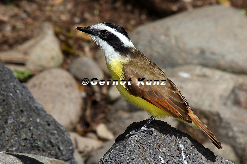 Pitangus sulphuratus Great Kiskadee Schwefelmaskentyrann 13 2 - Pitangus_sulphuratus__Great_Kiskadee__Schwefelmaskentyrann_13_2.jpg Pitangus_sulphuratus__Great_Kiskadee__Schwefelmaskentyrann_13_2.jpg