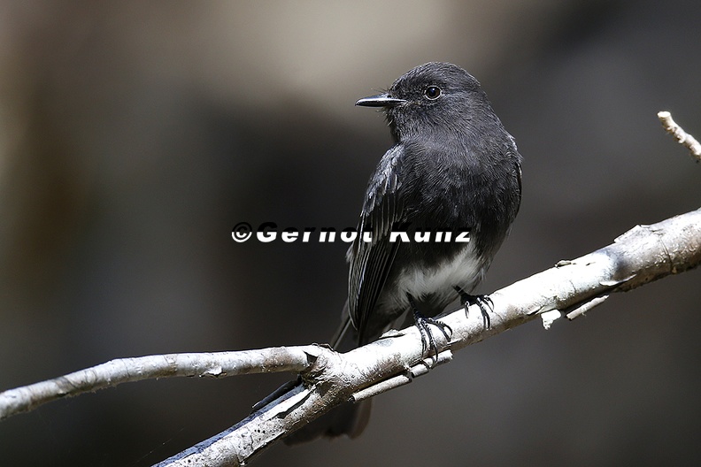 Sayornis_nigricans__Black_Phoebe__Schwarzkopf-Phoebetyrann_1_2.jpg
