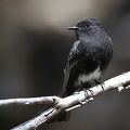 Sayornis nigricans  Black Phoebe  Schwarzkopf-Phoebetyrann 1 2