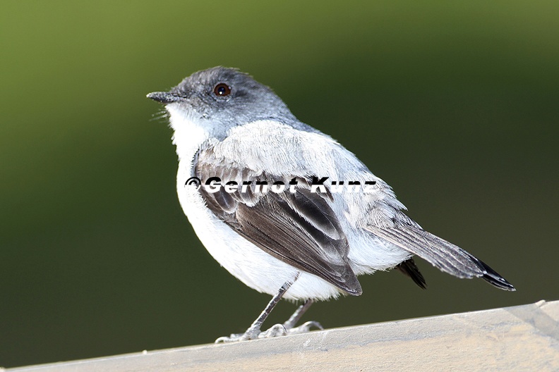Serpophaga cinerea Torrent Tyrannulet Sturzbach-Kleintyrann - Serpophaga_cinerea__Torrent_Tyrannulet__Sturzbach-Kleintyrann_.jpg Serpophaga_cinerea__Torrent_Tyrannulet__Sturzbach-Kleintyrann_.jpg