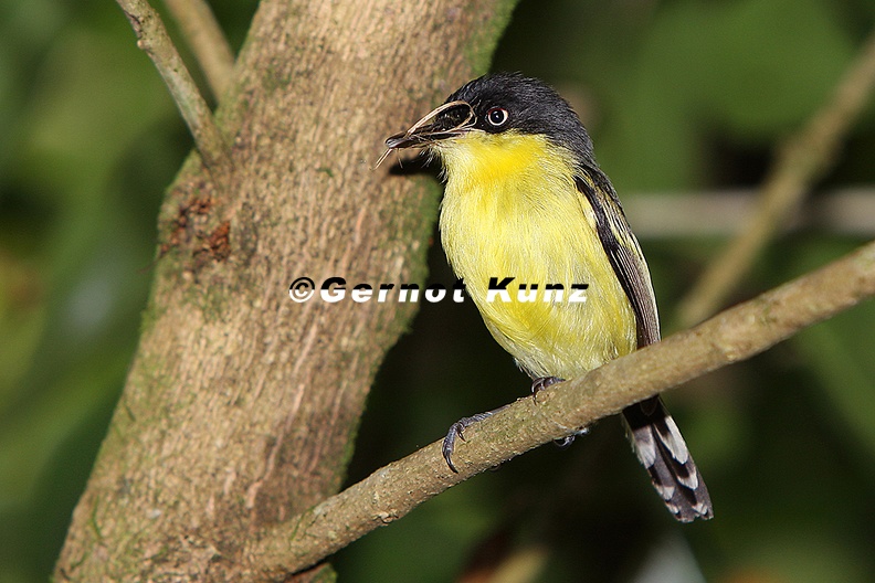 Todirostrum_cinereum__Common_Tody_Flycatcher__Graugelb-Todityrann_3_2.jpg