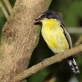 Todirostrum cinereum  Common Tody Flycatcher  Graugelb-Todityrann 3 2