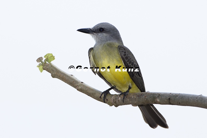 Tyrannus melancholicus Tropical Kingbird Tropen-K nigstyrann 2 1 - Tyrannus_melancholicus__Tropical_Kingbird__Tropen-K__nigstyrann__2_1.jpg Tyrannus_melancholicus__Tropical_Kingbird__Tropen-K__nigstyrann__2_1.jpg