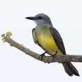 Tyrannus melancholicus  Tropical Kingbird  Tropen-K  nigstyrann  2 1