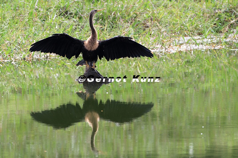 Anhinga anhinga Anhinga Schlangenhalsvogel 1 - Anhinga_anhinga__Anhinga__Schlangenhalsvogel_1.jpg Anhinga_anhinga__Anhinga__Schlangenhalsvogel_1.jpg